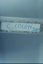 Imagen de Colón ADN. Su verdadero origen - 4