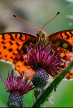 Imagen de Viviente  - 6