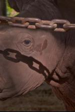 Imagen de Secretos del Zoo: estrellas de Disney  - 4