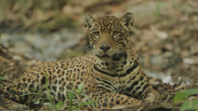 Imagen de Jaguar: icono de la jungla de Guyana - 10