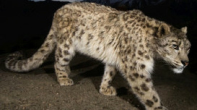 Imagen de El leopardo de las nieves de Afganistán - 6