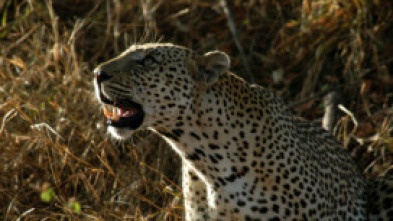 Imagen de Los depredadores más letales de África: Asesinos insólitos - 7