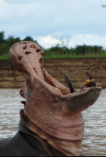 Imagen de Los depredadores más letales de África  - 9