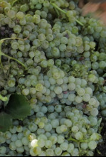 Imagen de La Besana en verde - 4