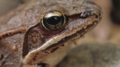 Curiosidades del mundo...: Gatos y ranas