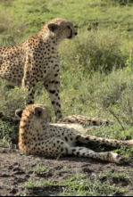 Guerras felinas: leones contra guepardos