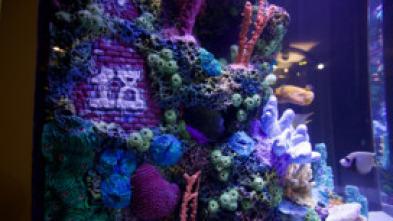 Acuarios XXL - Unas navidades felices para los peces