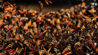Migraciones salvajes: Ejército de hormigas