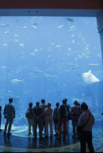 Acuarios XXL - El acuario de la playa de Panamá
