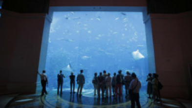 Acuarios XXL - El acuario increíble de Kevin Smith