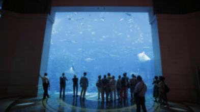 Acuarios XXL - El acuario de la playa de Panamá
