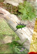 Imagen de El escarabajo verde - 3