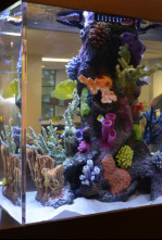 Imagen de Acuarios XXL: Fish-A-Palooza - 4