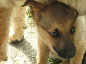 Imagen de Pelopicopata (T1): Ep.33 - 2