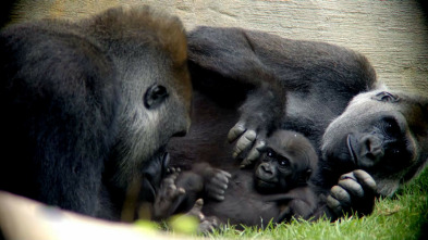 Imagen de Crónicas del zoo (T1) - 3