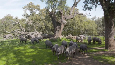 Imagen de Campechanos - 3