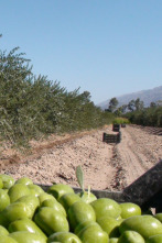 Imagen de En el piélago de los olivos - 2