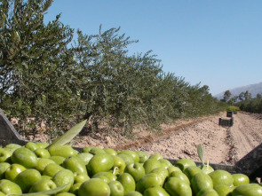Imagen de En el piélago de los olivos - 1