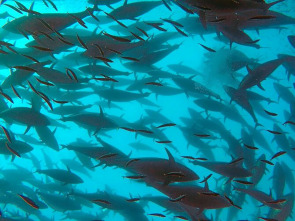 Imagen de Historias del agua - 1