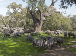 Imagen de Campechanos - 1