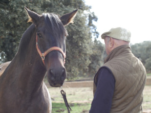 Imagen de Todo caballo - 1