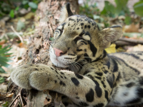 Imagen de Animales juguetones: Las reglas del juego - 1