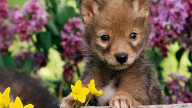 Imagen de Animales bebé  - 3