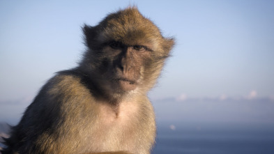 Imperios del reino animal 