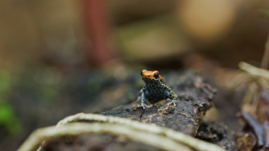 Imagen de Supersentidos: Un mundo invisible - 3