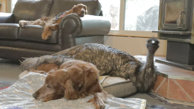 Imagen de Animales: amigos...: Nacidos para ser diferentes - 3