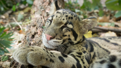 Imagen de Animales juguetones: Las reglas del juego - 3