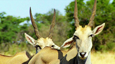 Imagen de Iconos de la Vida...: Escarabajos Peloteros: Recicladores de la Naturaleza - 3