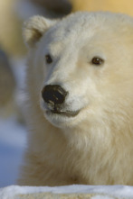 Imagen de Animales bebé: Especies en peligro - 2