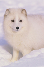 Imagen de Animales bebé: Criando cachorros - 2