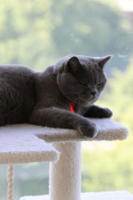 Imagen de Animales: amigos...: Consuelo animal - 2