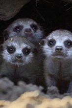 Imagen de Iconos de la Vida...: Los Papiones de Awash - 2