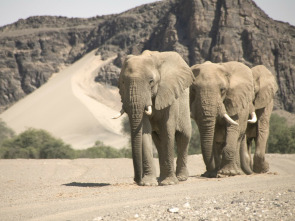 El reino del desierto de Namibia