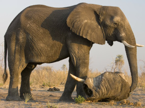Imagen de El alma del elefante - 1