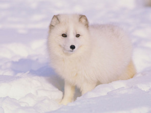 Imagen de Animales bebé: Criando cachorros - 1