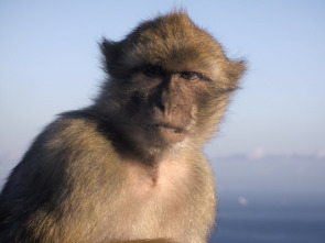 Imagen de Imperios del reino animal: Reconstruir un imperio - 1