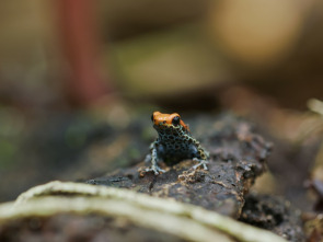 Imagen de Supersentidos: Un mundo invisible - 1