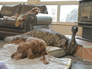 Imagen de Animales: amigos...: Compañeros inseparables - 1