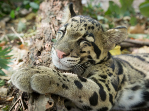 Imagen de Animales juguetones: El poder del juego - 1