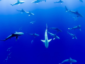 Imagen de El campo es... (T2): Ep.58 - 1