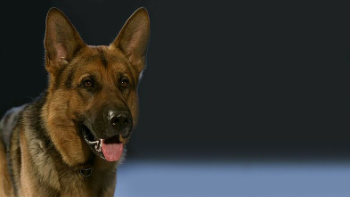 Imagen de Rex, un policía... (T3): Ep.4 Asesinato pasional - 3