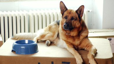 Imagen de Rex, un policía... (T16): Ep.1 Fiesta de graduación - 3