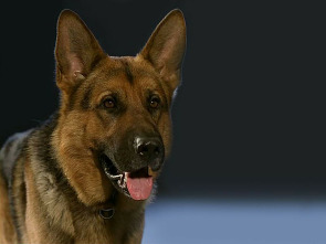 Imagen de Rex, un policía diferente (T1) - 1