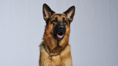 Imagen de Hudson & Rex (T2) - 5