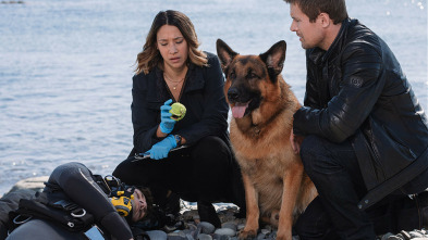 Imagen de Hudson y Rex (T3): Ep.15 Hudson & Rex (3): Ep 315 - 5