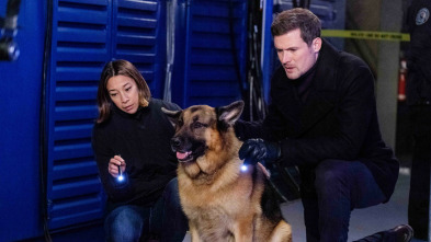 Imagen de Hudson y Rex (T4): Ep.1 Hudson & Rex (4): Ep 401 - 3